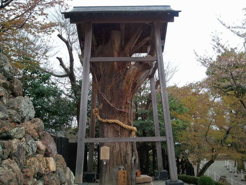 犬山城 御神木