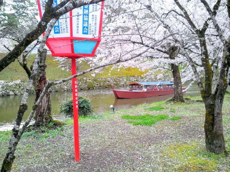 お堀の桜12.jpg お堀の桜12