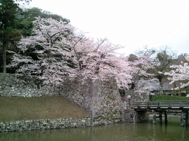 お堀の桜17.jpg お堀の桜17