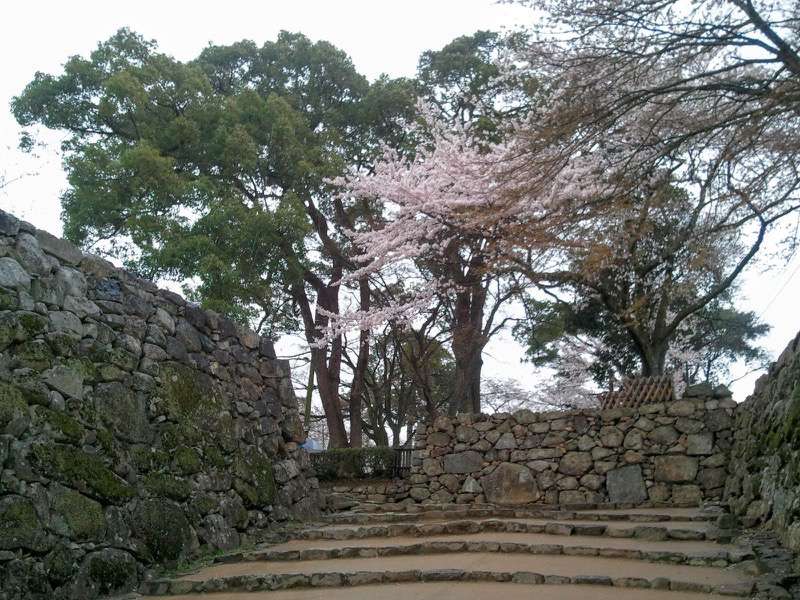 石畳そばの桜2.jpg 石畳そばの桜2