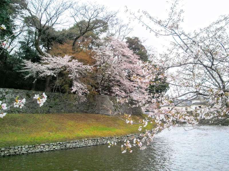 お堀の桜15.jpg お堀の桜15