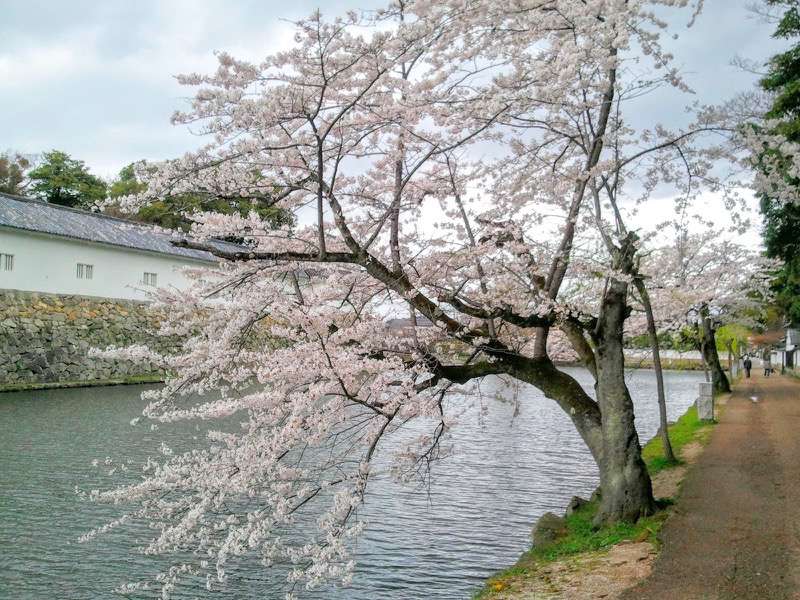 お堀の桜6.jpg お堀の桜6