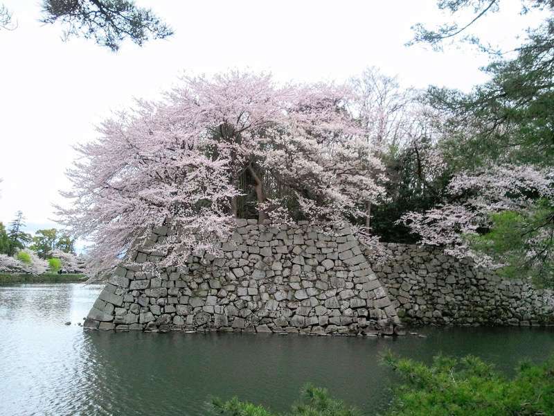 お堀の桜1.jpg お堀の桜1