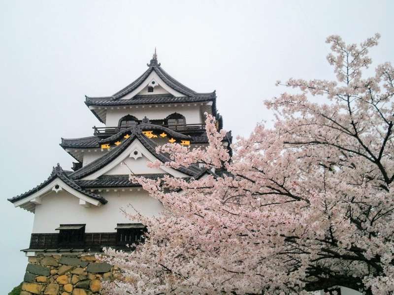 天守付近の桜4.jpg 天守付近の桜4