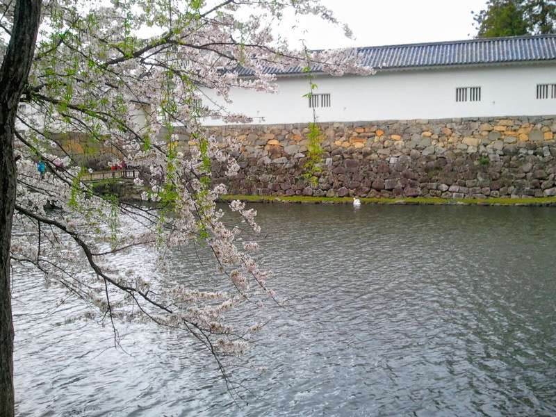 お堀の桜7.jpg お堀の桜7