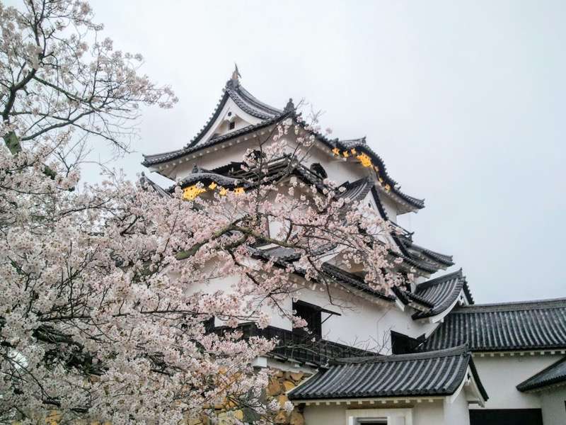 天守付近の桜1.jpg 天守付近の桜1