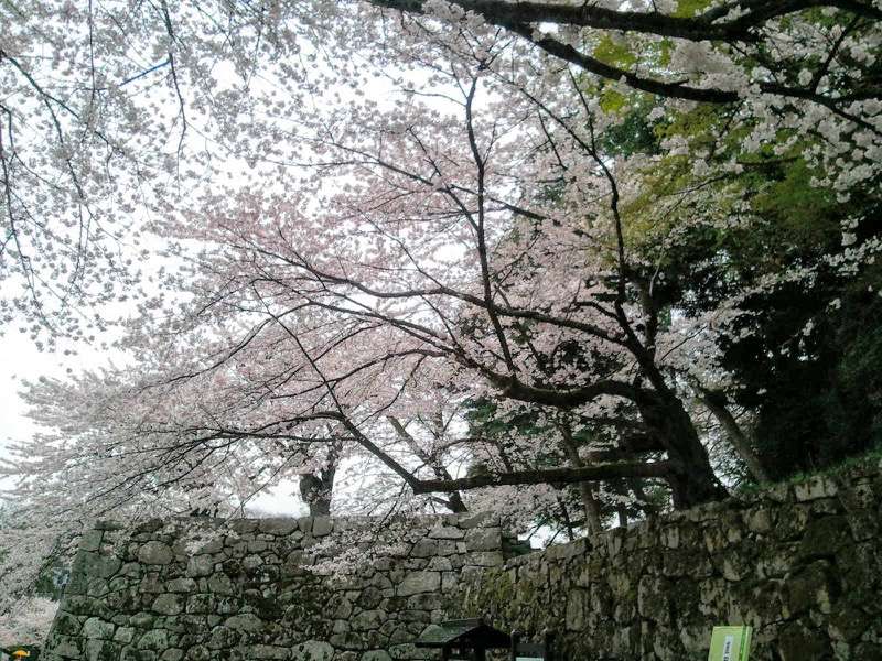 石畳そばの桜3.jpg 石畳そばの桜3