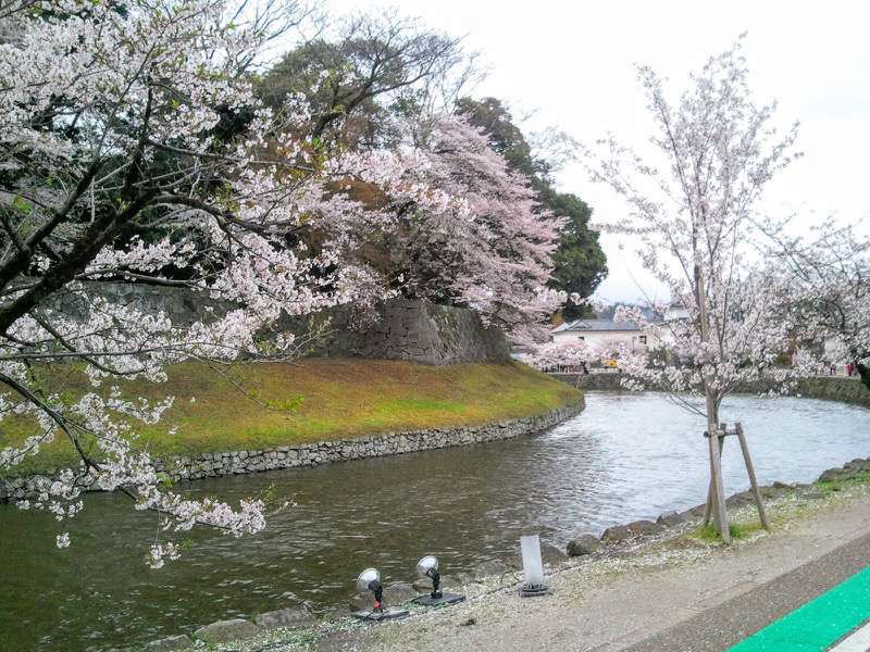 お堀の桜14.jpg お堀の桜14
