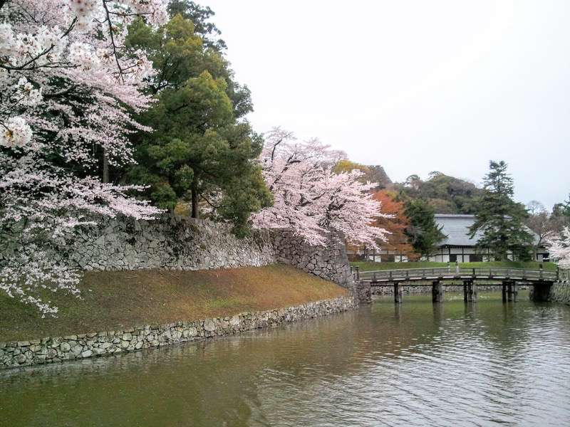 お堀の桜16.jpg お堀の桜16