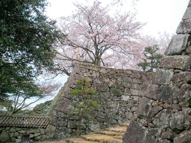 石畳そばの桜1.jpg 石畳そばの桜1