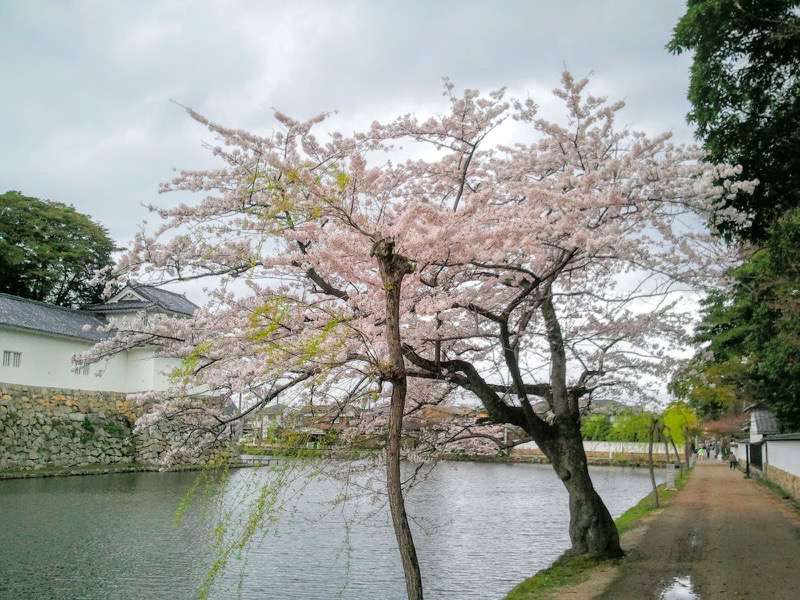 彦根城-お堀と桜1.jpg 彦根城 お堀と桜1