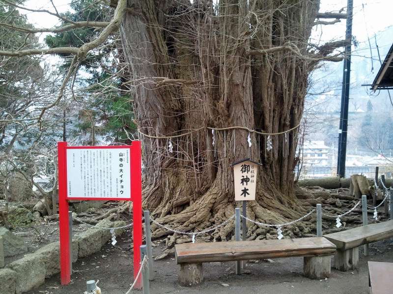 山寺-御神木.jpg 山寺 御神木