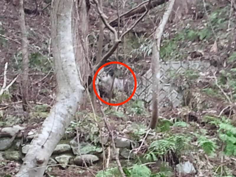 山寺-ニホンカモシカ.jpg 山寺 ニホンカモシカ