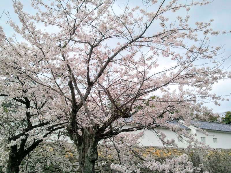 お堀の桜5.jpg お堀の桜5