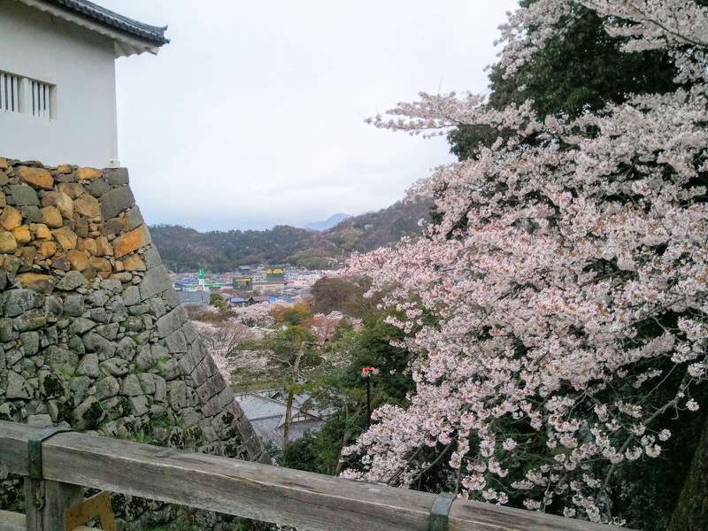 天秤櫓付近の桜4.jpg 天秤櫓付近の桜4