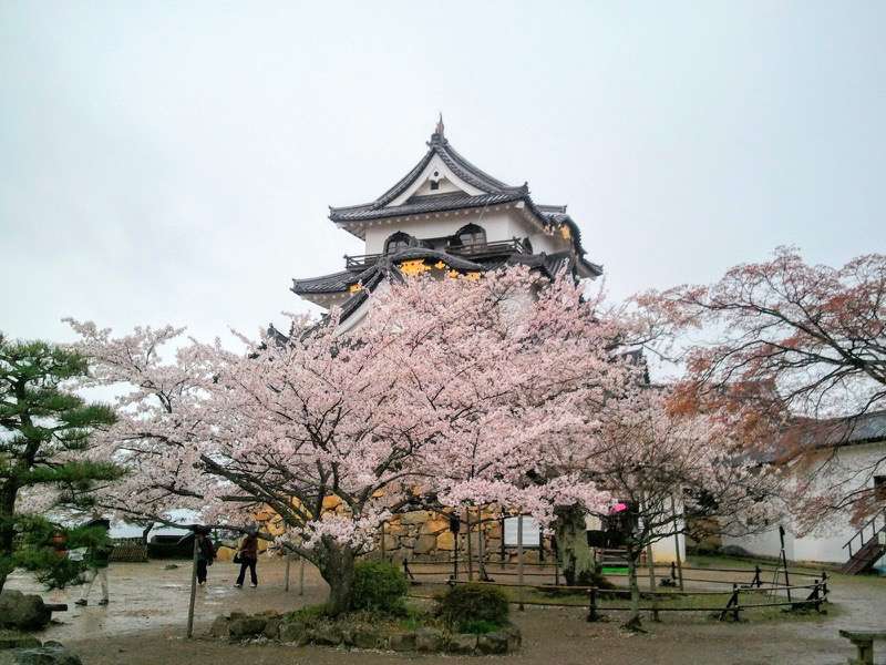 天守付近の桜3.jpg 天守付近の桜3