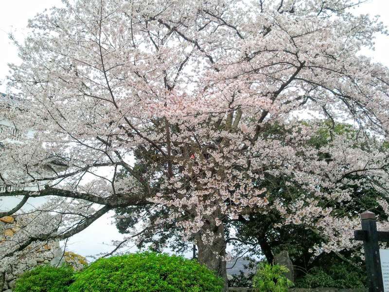 天秤櫓付近の桜2.jpg 天秤櫓付近の桜2