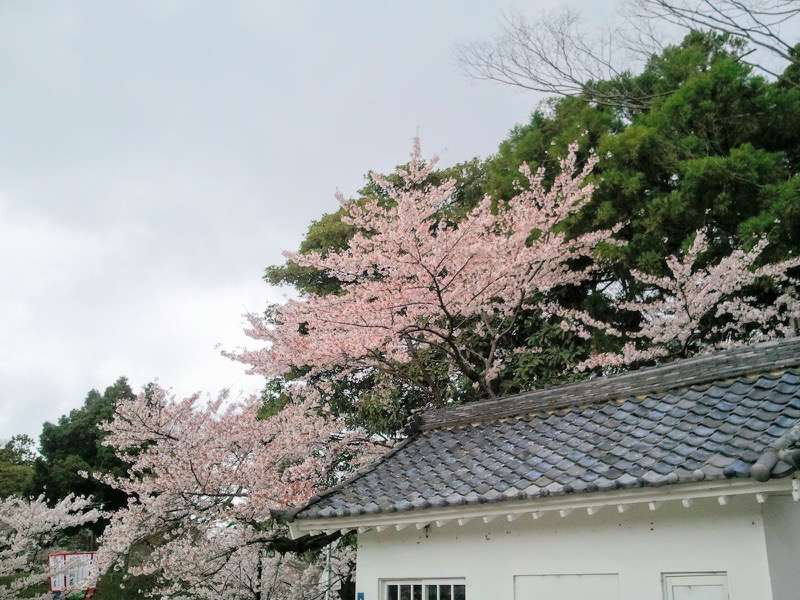 お堀の桜8.jpg お堀の桜8