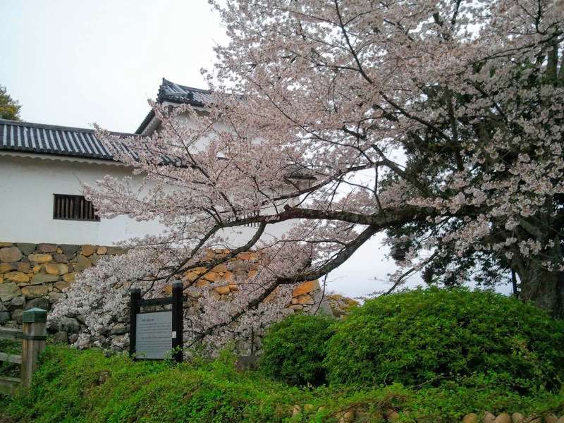天秤櫓付近の桜3.jpg 天秤櫓付近の桜3