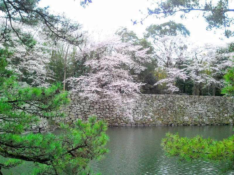 お堀の桜2.jpg お堀の桜2