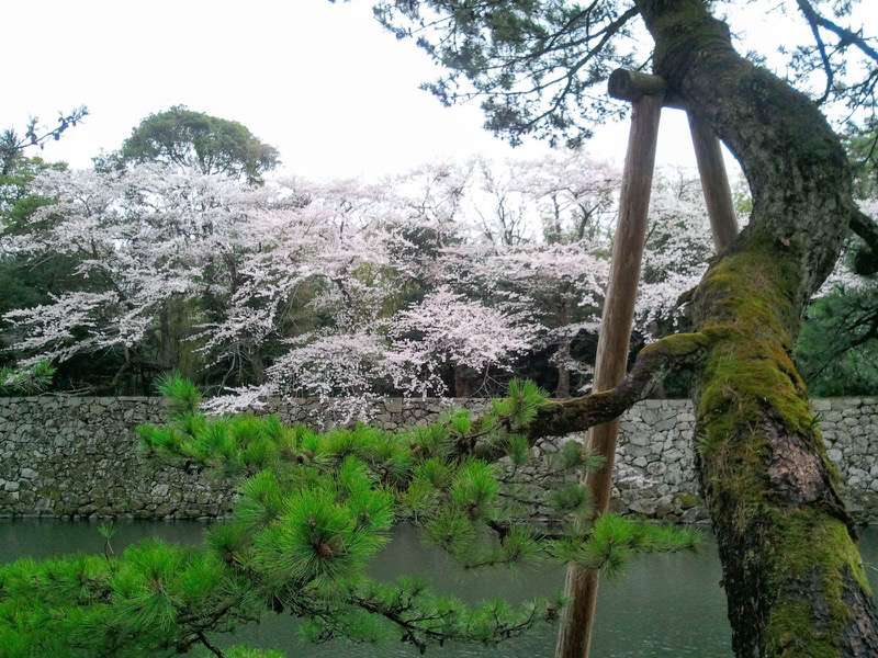 お堀の桜4.jpg お堀の桜4