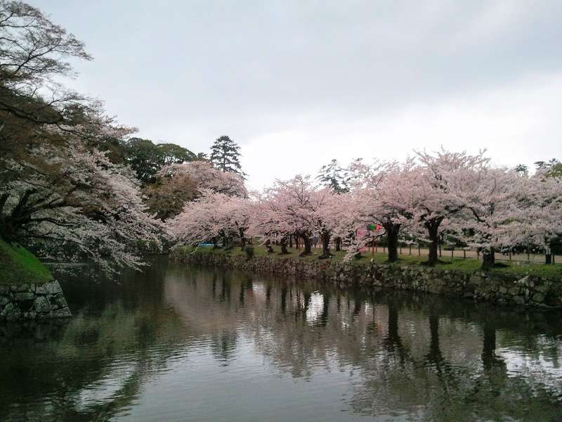 お堀の桜9.jpg お堀の桜9