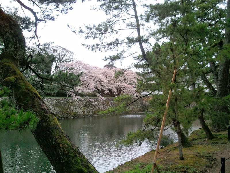 お堀の桜3.jpg お堀の桜3