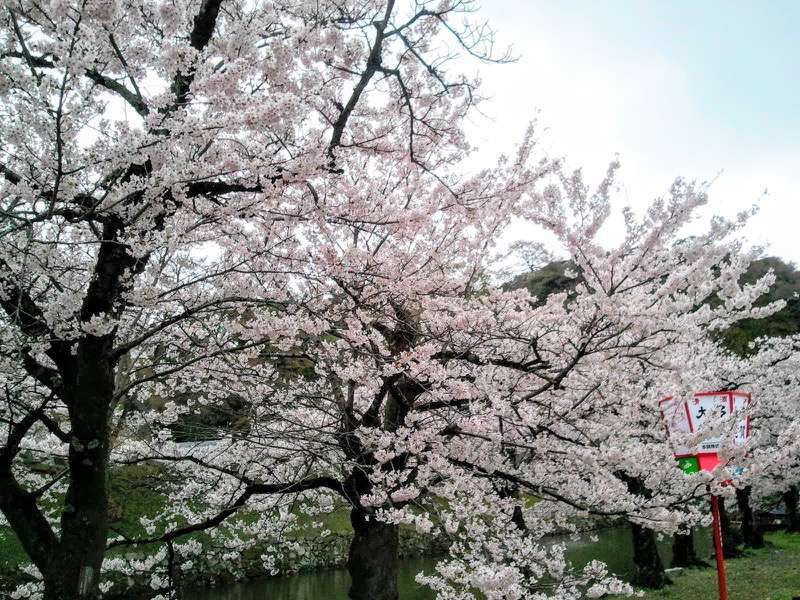 お堀の桜11.jpg お堀の桜11