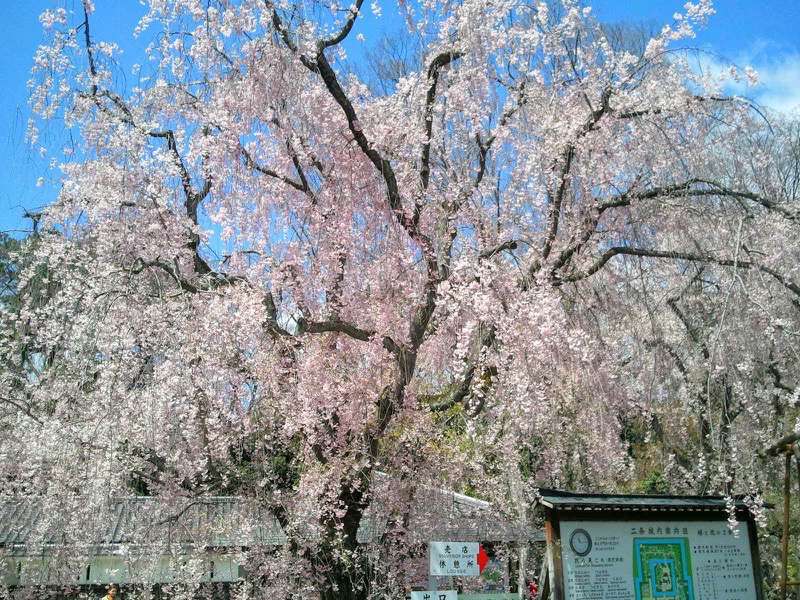 二条城 二条城の桜２