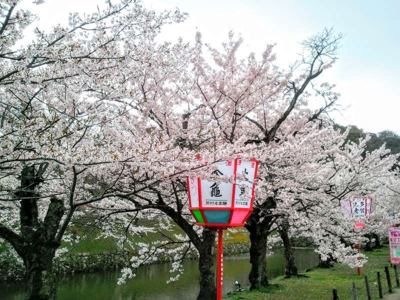 お堀の桜10.jpg お堀の桜10