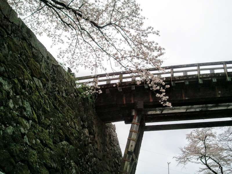 天秤櫓付近の桜1.jpg 天秤櫓付近の桜1