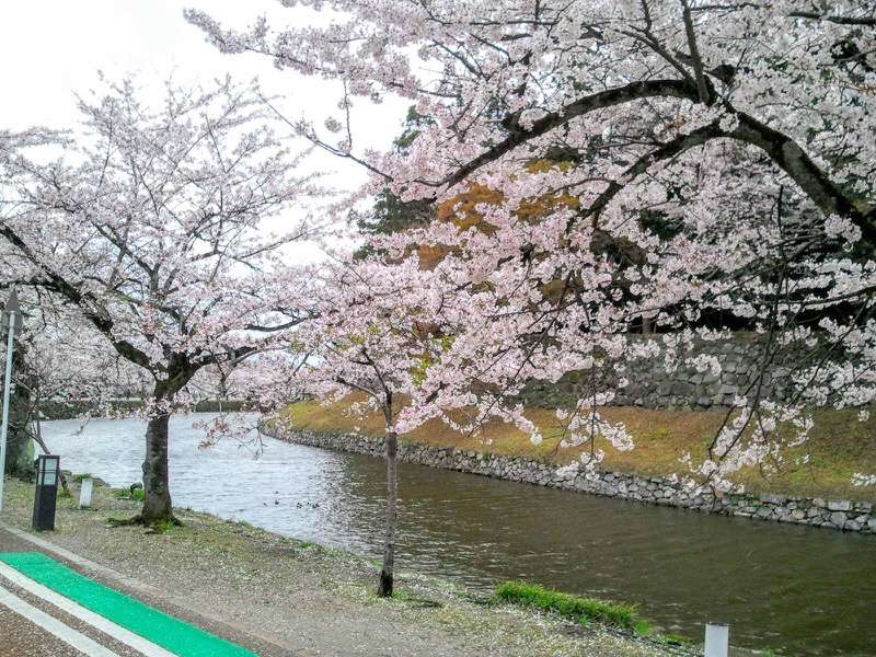 お堀の桜13.jpg お堀の桜13