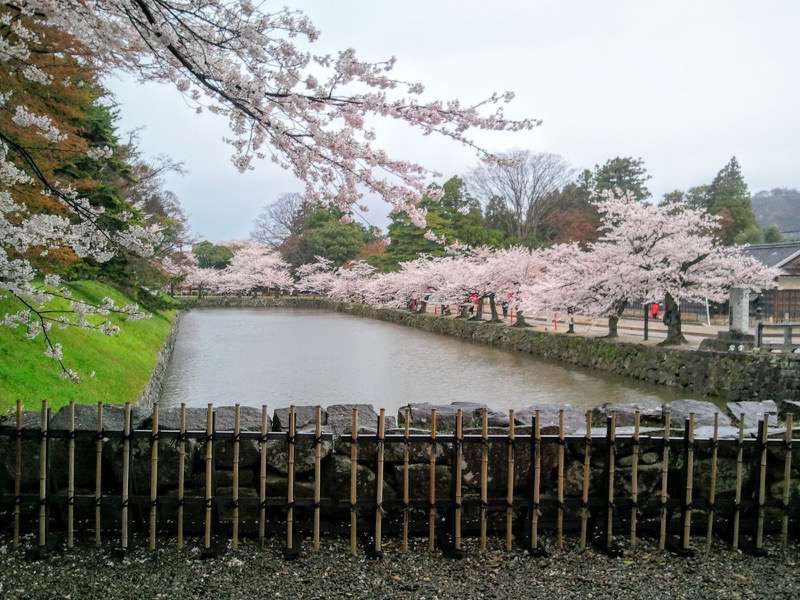 彦根城-お堀と桜2.jpg 彦根城 お堀と桜2