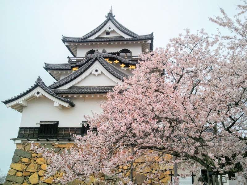 天守付近の桜2.jpg 天守付近の桜2