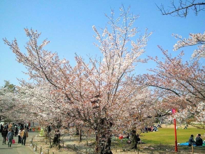 姫路城-三の丸広場の桜1.jpg 姫路城 三の丸広場の桜1
