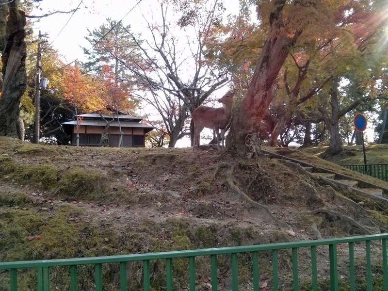 興福寺-鹿.jpg 興福寺 鹿