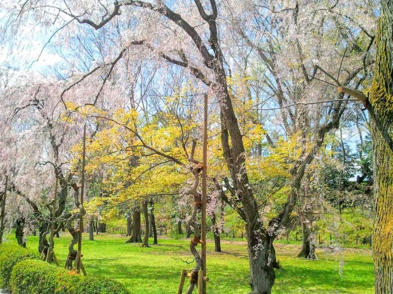 二条城の桜１０