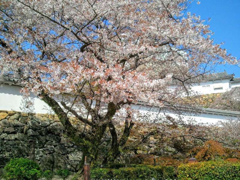 姫路城-三の丸広場の桜3.jpg 姫路城 三の丸広場の桜3