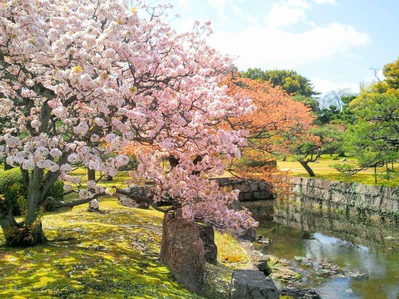 二の丸庭園の桜3.jpg 二の丸庭園の桜3