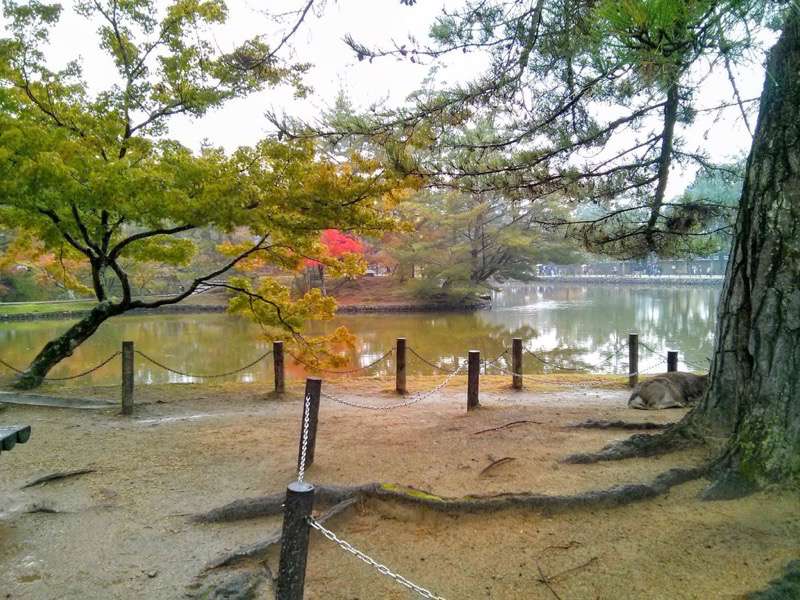 東大寺-鏡池.jpg 東大寺 鏡池