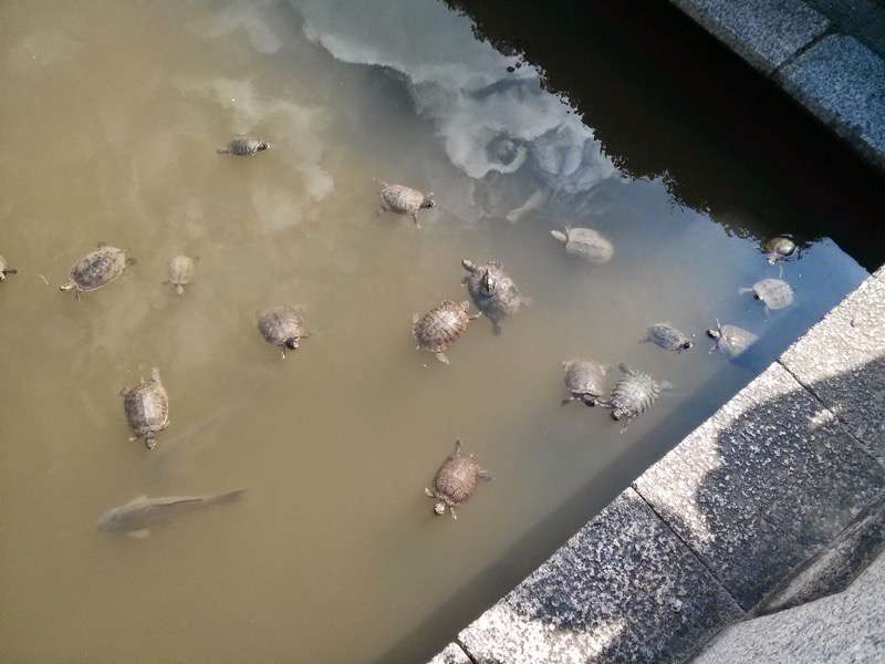 四天王寺 亀の池３