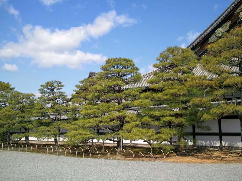 二の丸御殿前の松1.jpg 二の丸御殿前の松1