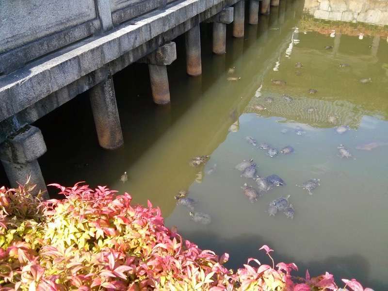 四天王寺 亀の池２