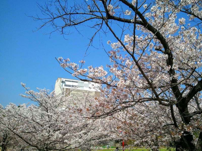 姫路城-三の丸広場の桜2.jpg 姫路城 三の丸広場の桜2