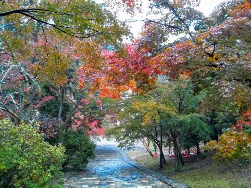 東大寺-猫段2.jpg 東大寺 猫段2