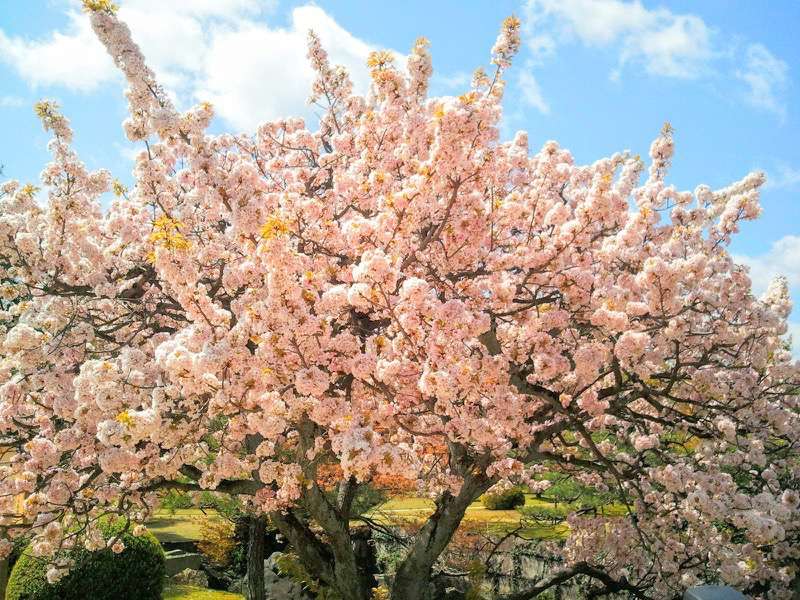 二の丸庭園の桜1.jpg 二の丸庭園の桜1