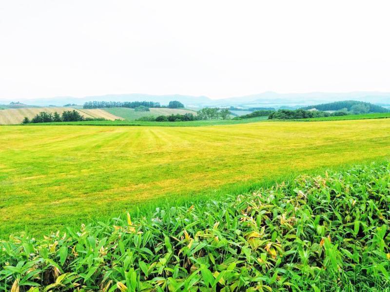 美瑛 親子の木付近の景色４