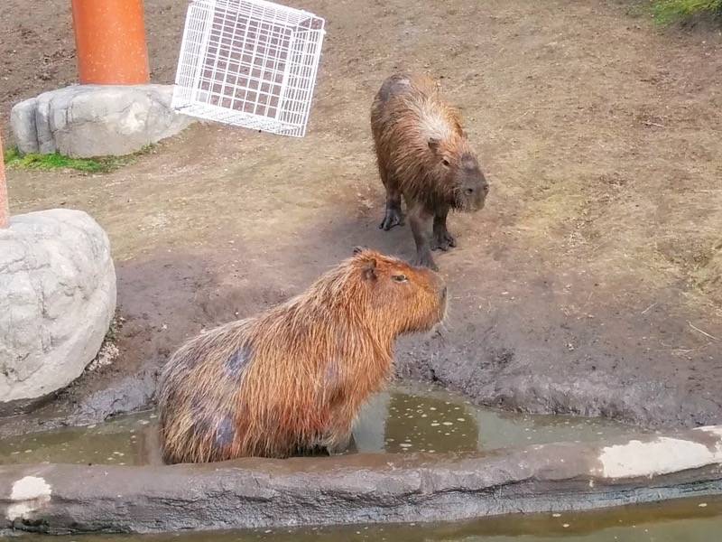 旭山動物園 カピバラ１