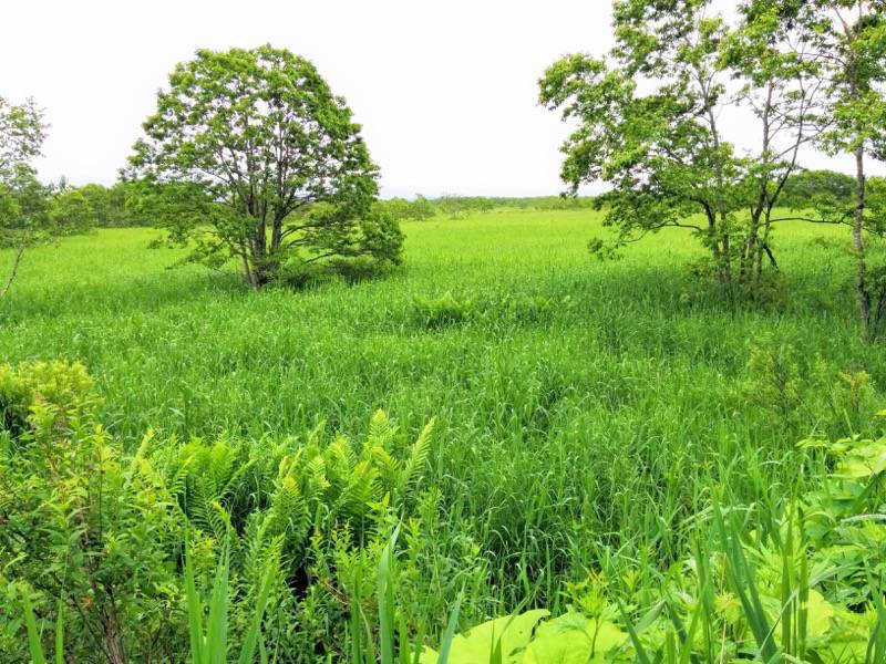 温根内木道14−5.jpg 温根内木道14−5
