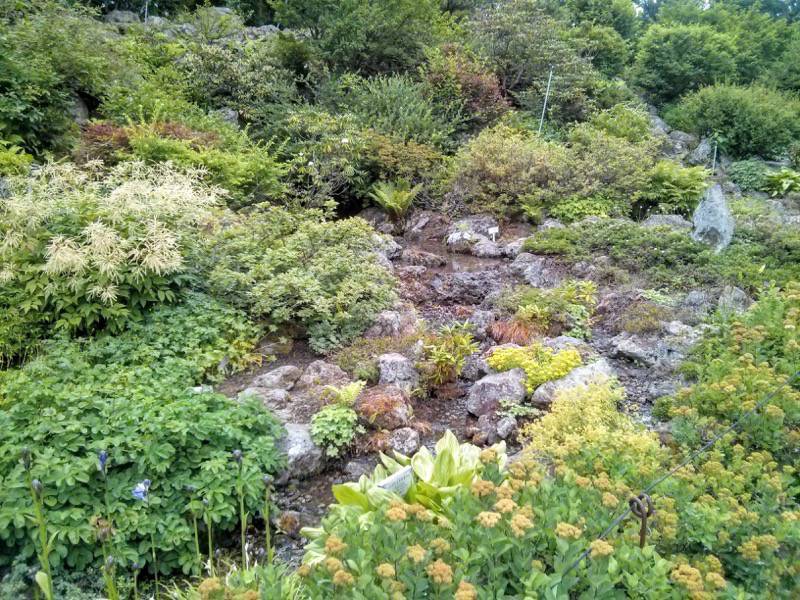 北海道大学植物園 カナディアンロックガーデン１１